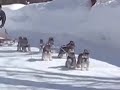 Miniature Schnauzer dog sledding Miniature Schnauzer dog sledding