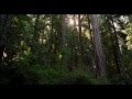 REDWOOD NATIONAL PARK IN 4K (Ultra HD) - YouTube