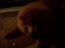 Toby the Chow finally eating his treat
