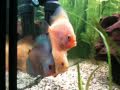 My Discus and Neons aquarium 