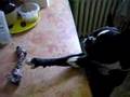 Boston Terrier video
