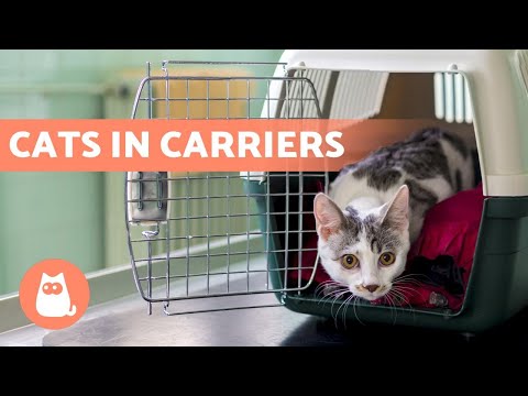How to Get a CAT Used to a CARRIER? 🐱 (6 Tips)