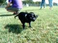 Black Pug Bobo Playing at the Dog Park (no audio)