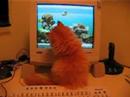 Persian Cat Fishing