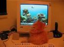 Persian Cat Fishing