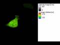 GFP transfected Cell