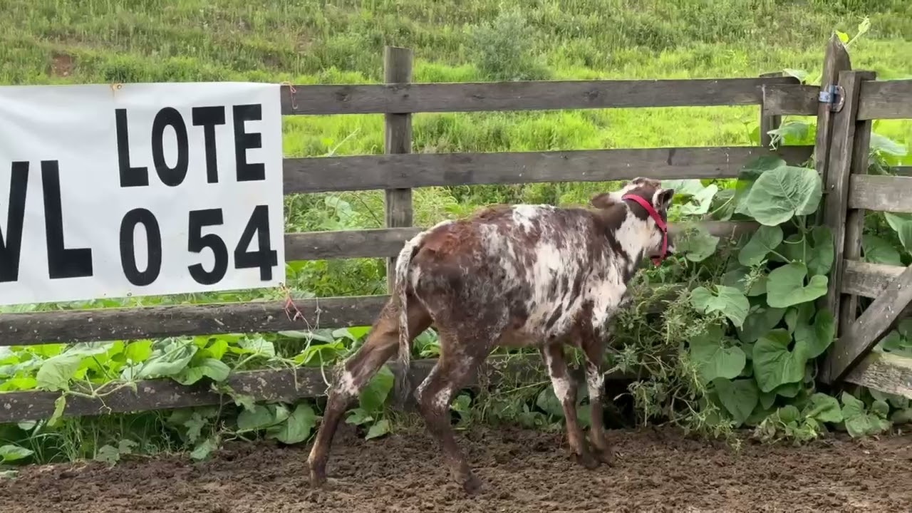 LOTE 54 - 01 BEZERRA  3/4;