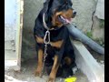 cachorros de amadis y luna