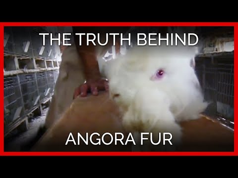 Angora fur: Fashion to kill for!