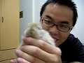 四隻肥兔的故事