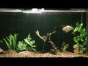 Peacock Bass feeding, throwing pellets