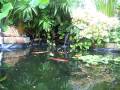 My Koi pond August 2007 #2