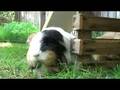 JVC GZ-HD3 High Definition Test