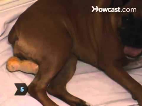 DELIVER - Watch more Dog Care & Grooming 101 videos: http://www.howcast.com/guides/466-Dog-Care-and-Grooming-101 Subscribe to Howcast's YouTube Channel - http://howc.s...