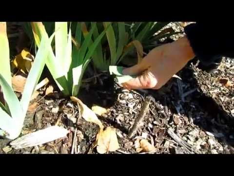how to fertilize iris bulbs