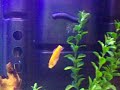 PIRANA ATTACK
