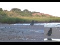 i - the cormorant