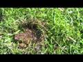 Toad in the grass