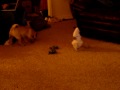 Cockatoo Vs. Pug
