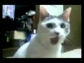 ZOMG Cat reacts to Buemi's crash