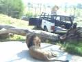 videos de The Sub-Saharan African Lion