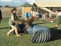 Havok - Belgian Malinois - Mondio Ring Training Havok - Belgian Malinois - Mondio Ring Training