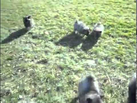 Male Keeshond Puppy