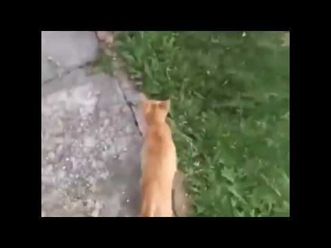 nasty evil cat -- mewo