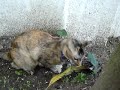 Tico caçou um passarinho Tico caçou um passarinho