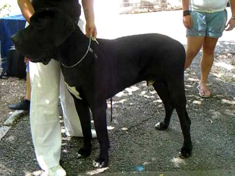 dogue allemand