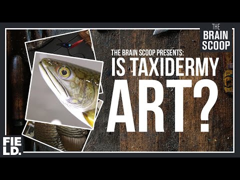Is Taxidermy ART?