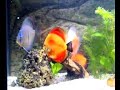 discus aquarium 240 litres