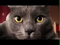 This Movie is About Cats Flying