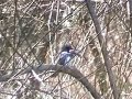 Kingfisher gobbles huge goldfish! Kingfisher gobbles huge goldfish!