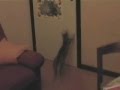 videos de La gatta salta :-D