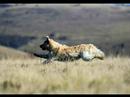 le golden retriver vivaldi les 4 saisons le golden retriver vivaldi les 4 saisons