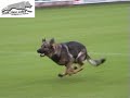 SHUTZHUND HASKO V.D. MOHWIESE SHUTZHUND HASKO V.D. MOHWIESE