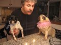 Pug Helps Celebrate Giant Chihuahua's Birthday