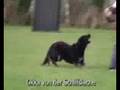 Schutzhund Okka von der Schiffslache Long Bite