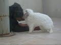 rott et lapin