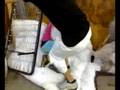 videos de rispediamo il barbone a casa!