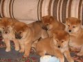 mitsu and tanto the shiba inus