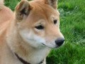 mitsu and tanto the shiba inus