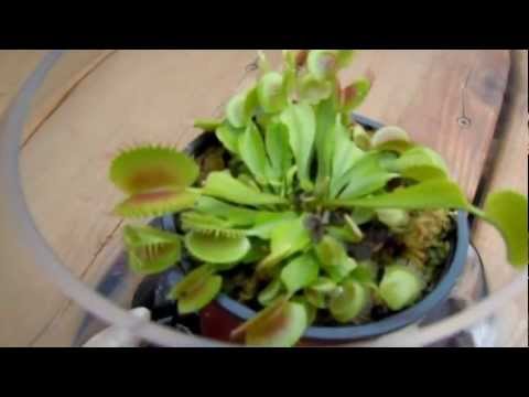 how to grow venus fly trap