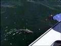 Lindy Rigging for Walleye