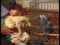 Persian Parrot