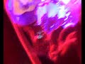 teledysk, klip, The Zutons,- Confusion