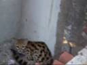 Jaguatirica em Paranavaí Jaguatirica em Paranavaí