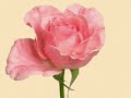Poesia di una rosa