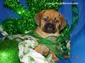 Puggles. Are these puppies the cutest you have ever seen?